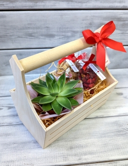 ПОДАРОК С СУККУЛЕНТОМ